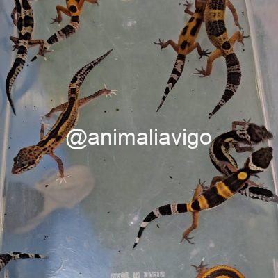 GECKO LEOPARDO SURTIDO BABY