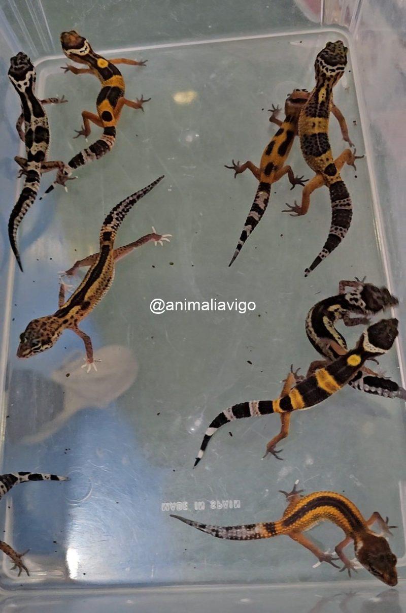 GECKO LEOPARDO SURTIDO BABY