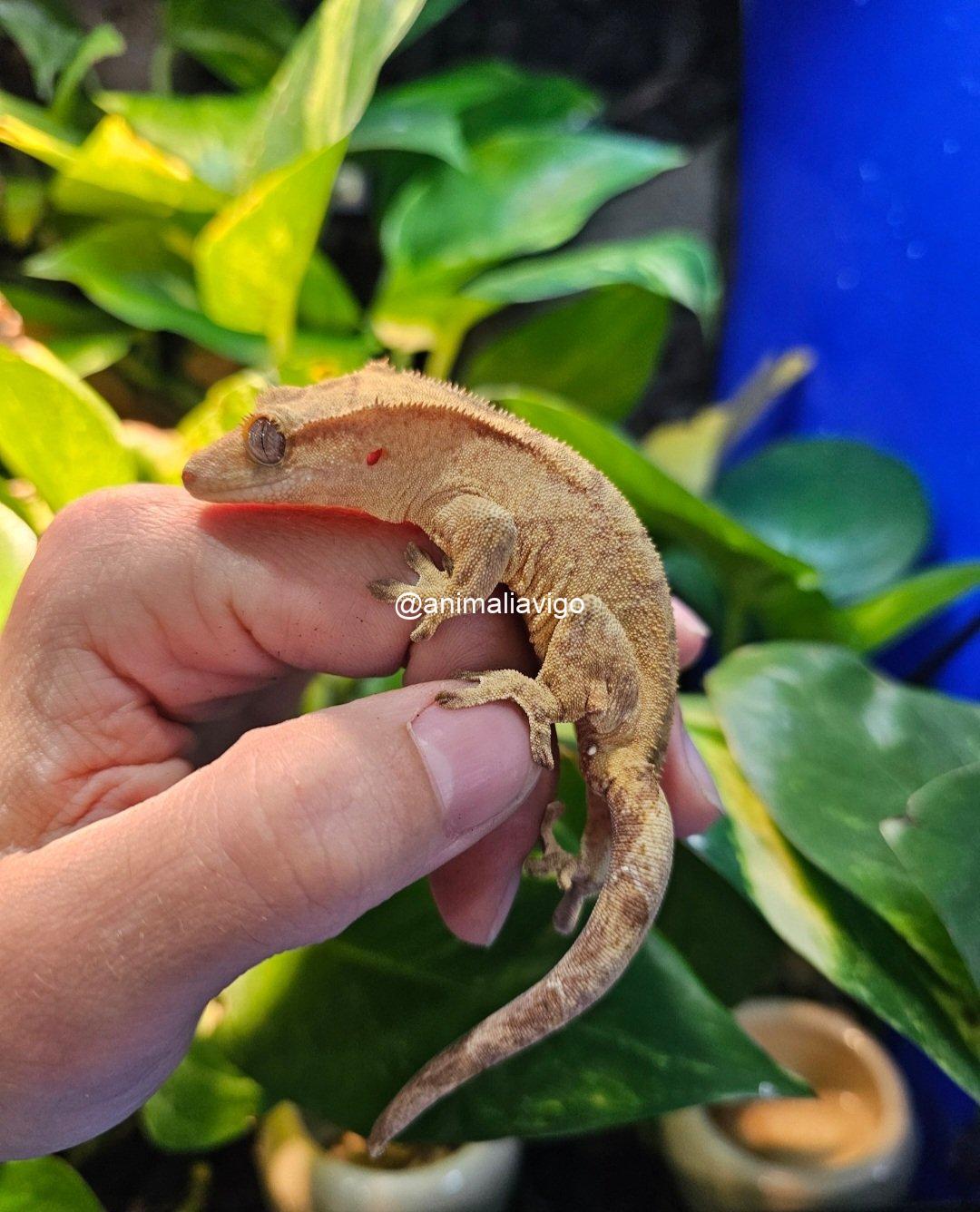 GECKO CILIATUS SURTIDO JUNIOR - Imagen 5