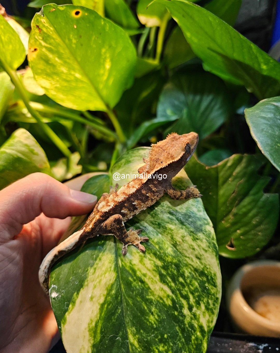 GECKO CILIATUS SURTIDO JUNIOR - Imagen 6