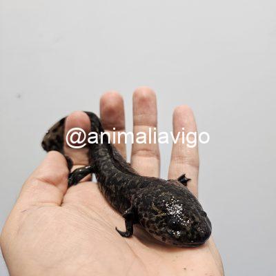 AJOLOTE CLASICO ADULTO