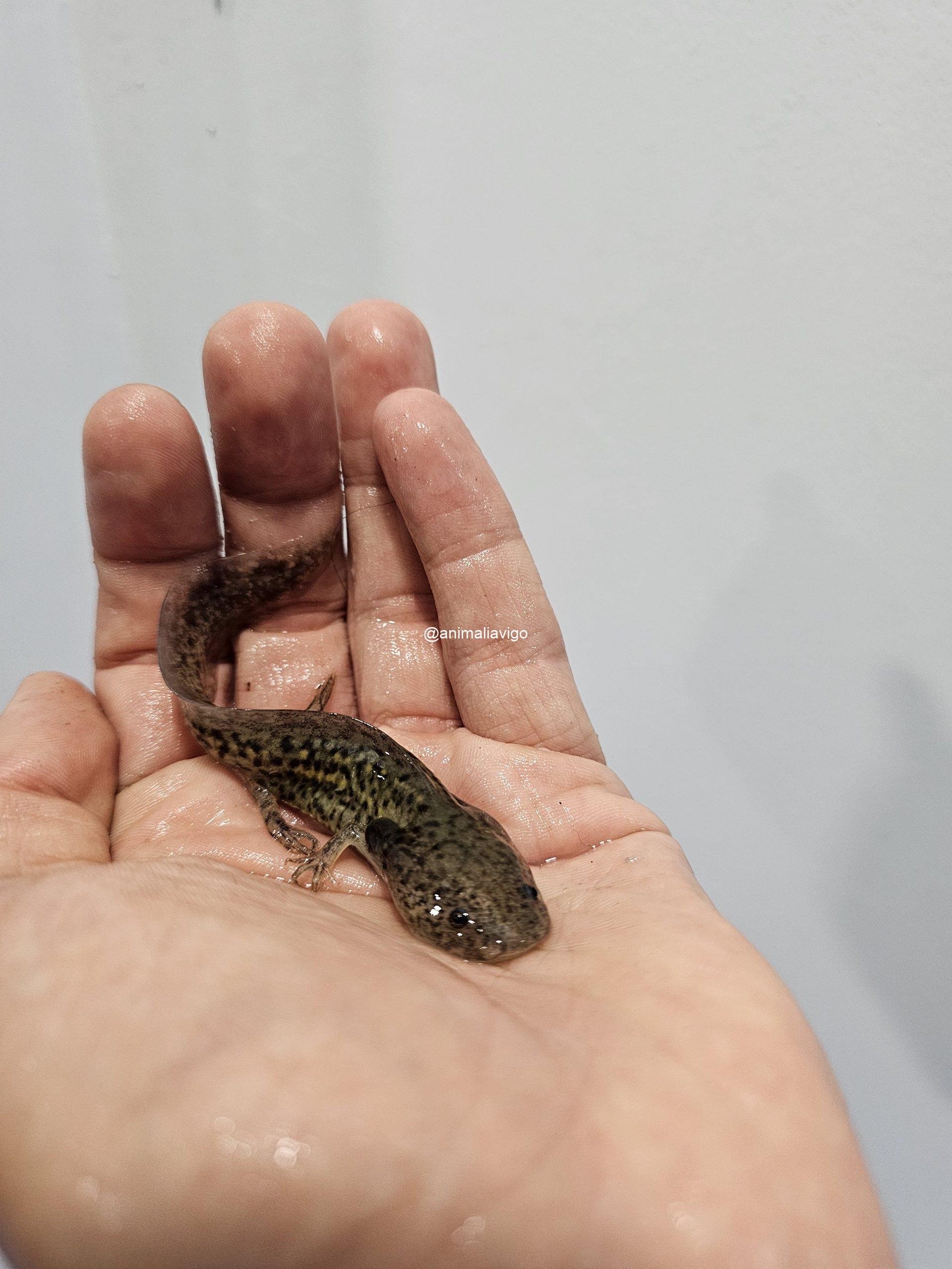 AJOLOTE CLASICO BABY