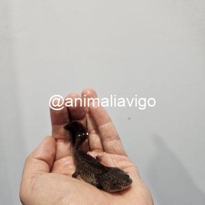 AJOLOTE CLASICO JUNIOR