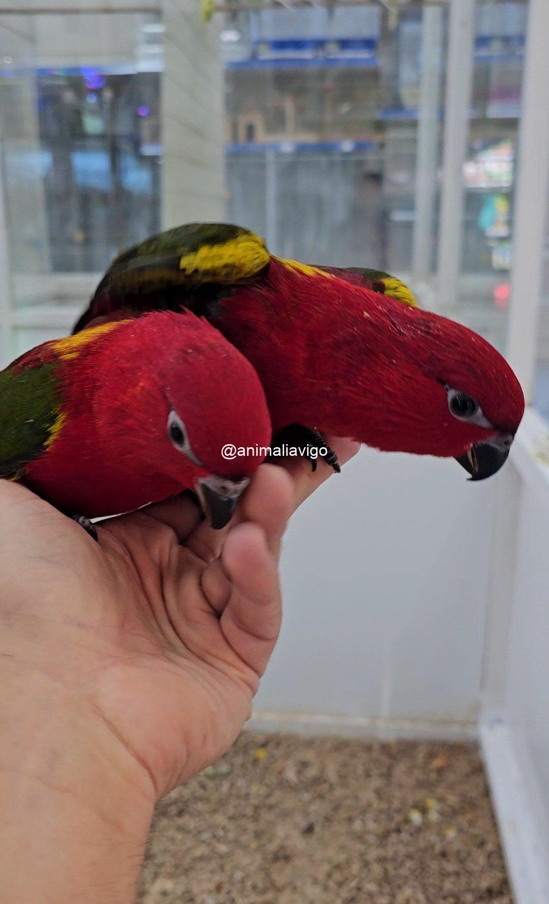 LORO GARRULUS PAPILLERO - Imagen 3