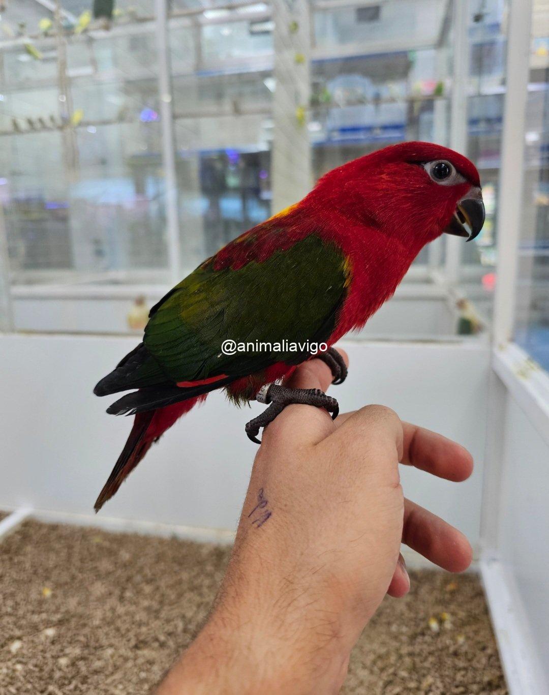 LORO GARRULUS PAPILLERO - Imagen 2
