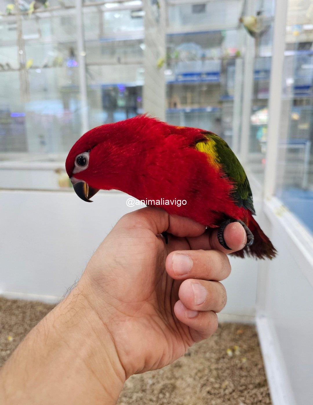 LORO GARRULUS PAPILLERO - Imagen 4