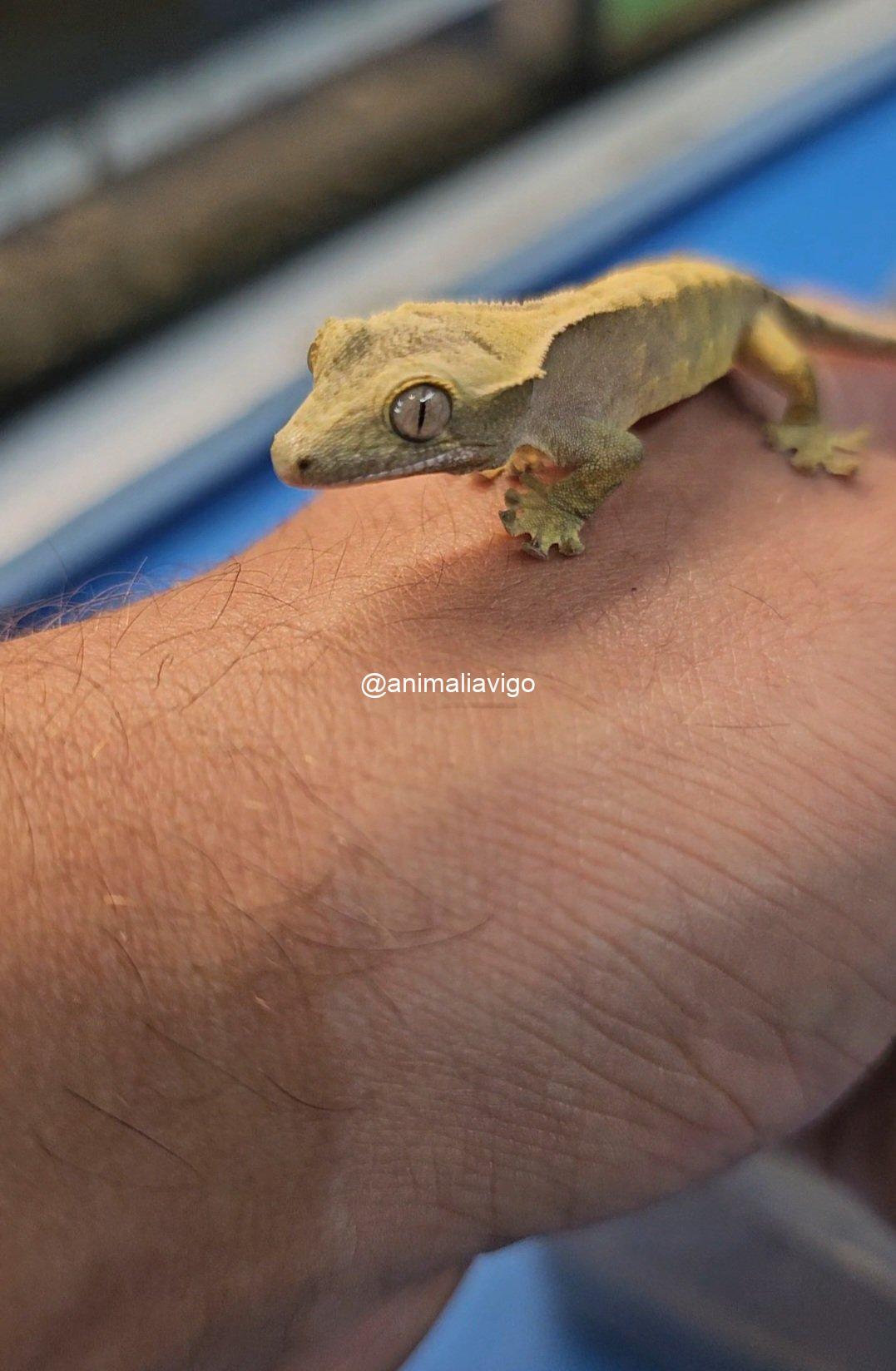 GECKO CILIATUS SURTIDO BABY - Imagen 4