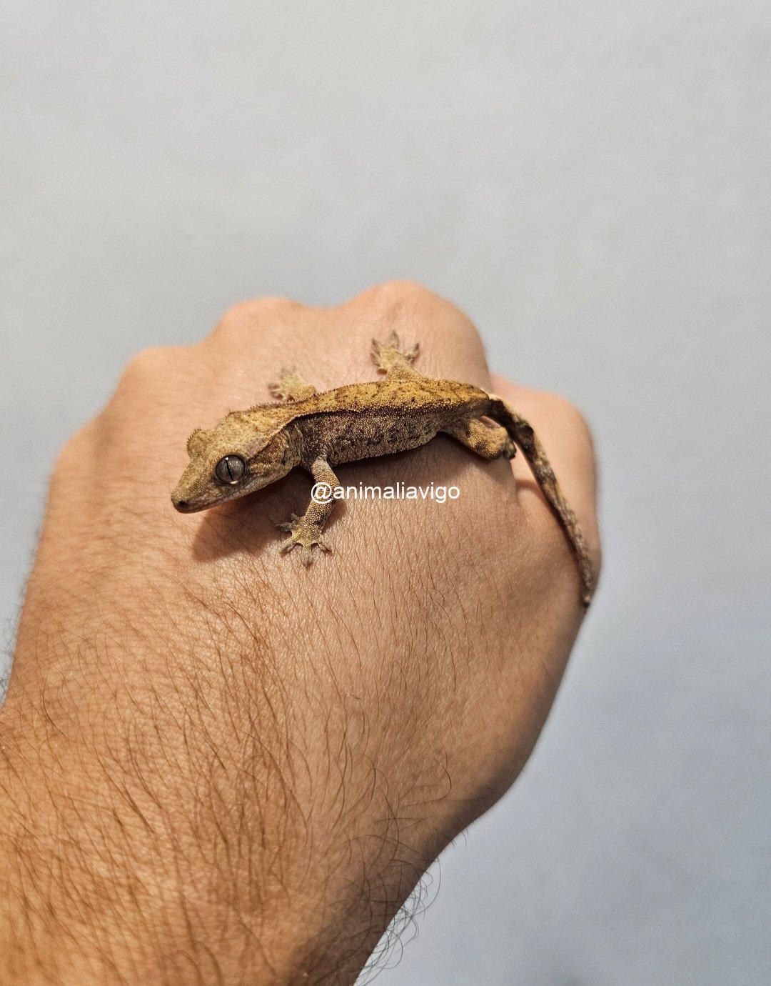 GECKO CILIATUS SURTIDO BABY