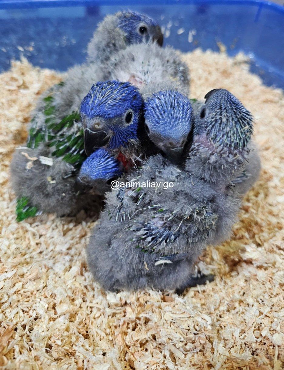 LORO ARCOIRIS PAPILLERO - Imagen 5