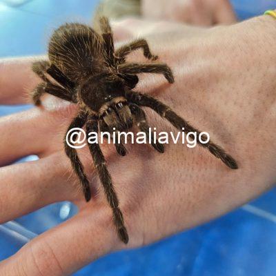 TARANTULA LASIODORA
