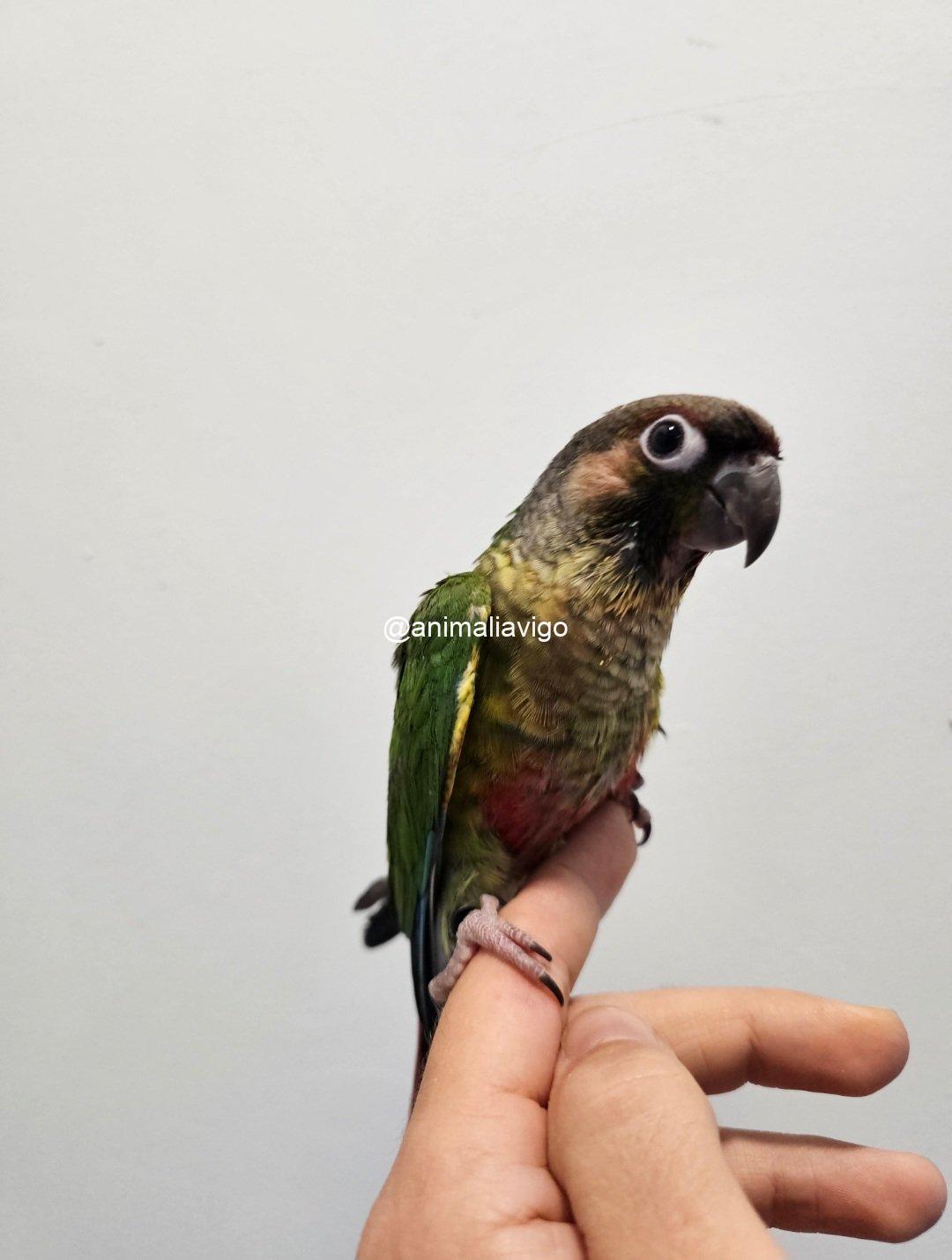 PYRRHURA MOLINAE MACHO - Imagen 2