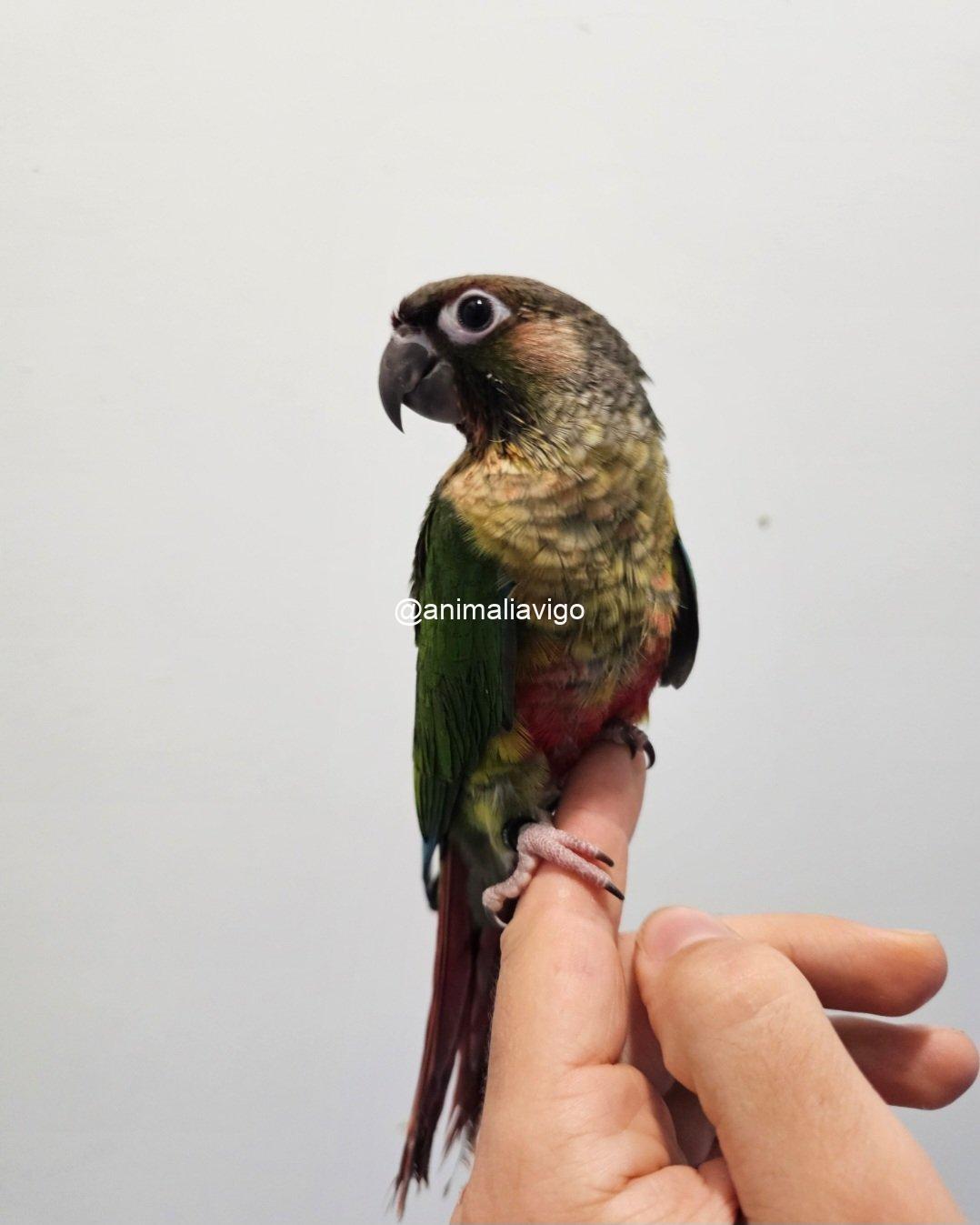 PYRRHURA MOLINAE MACHO