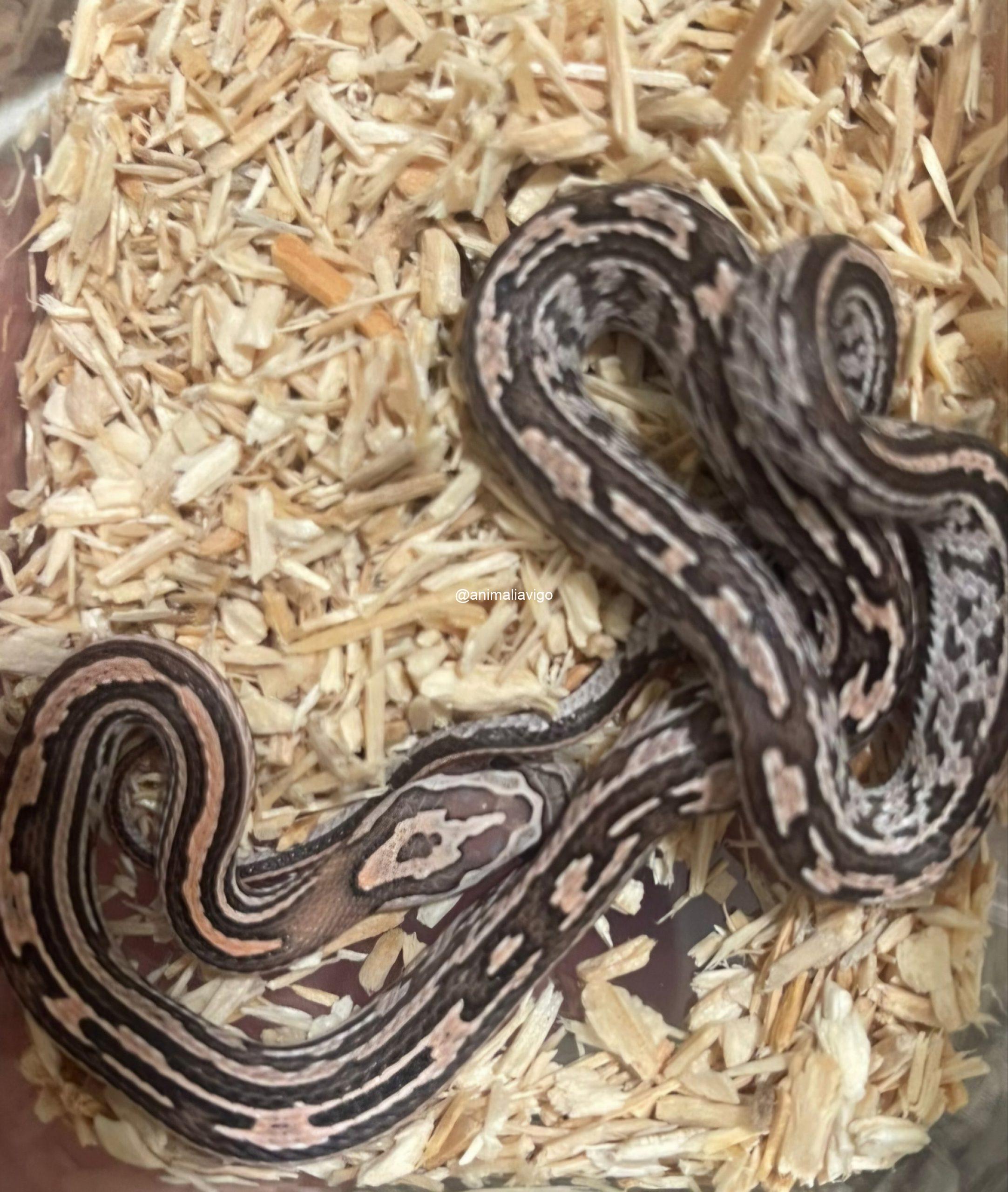 SERPIENTE DEL MAIZ SURTIDA BABY - Imagen 9