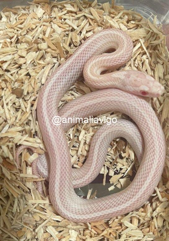 SERPIENTE DEL MAIZ SURTIDA BABY - Imagen 3