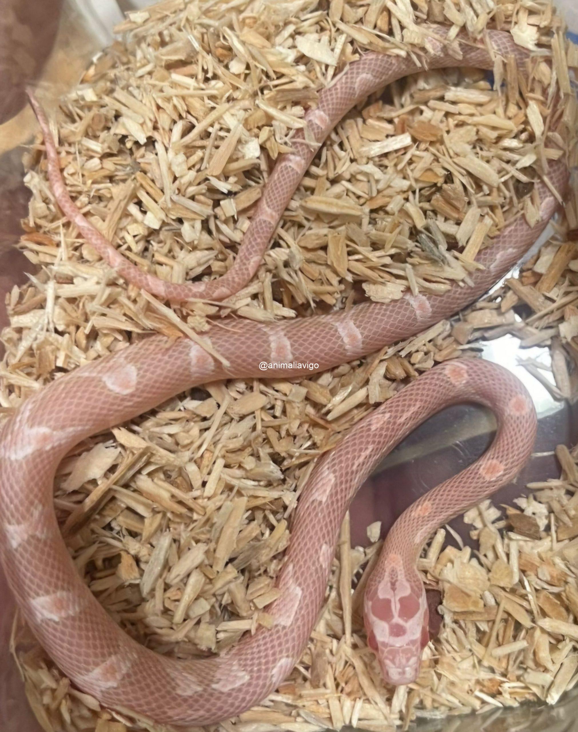 SERPIENTE DEL MAIZ SURTIDA BABY - Imagen 10