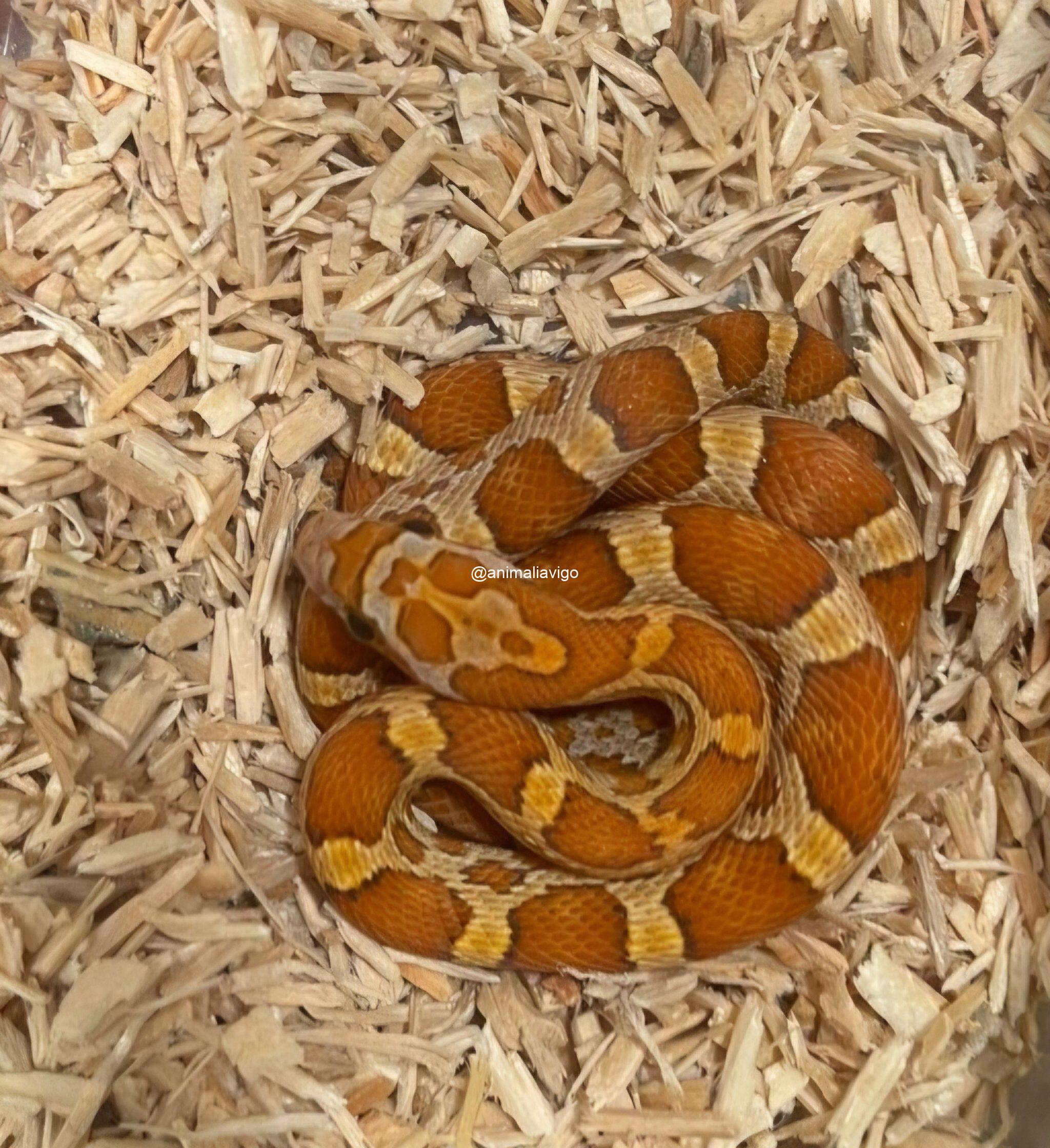 SERPIENTE DEL MAIZ SURTIDA BABY - Imagen 6