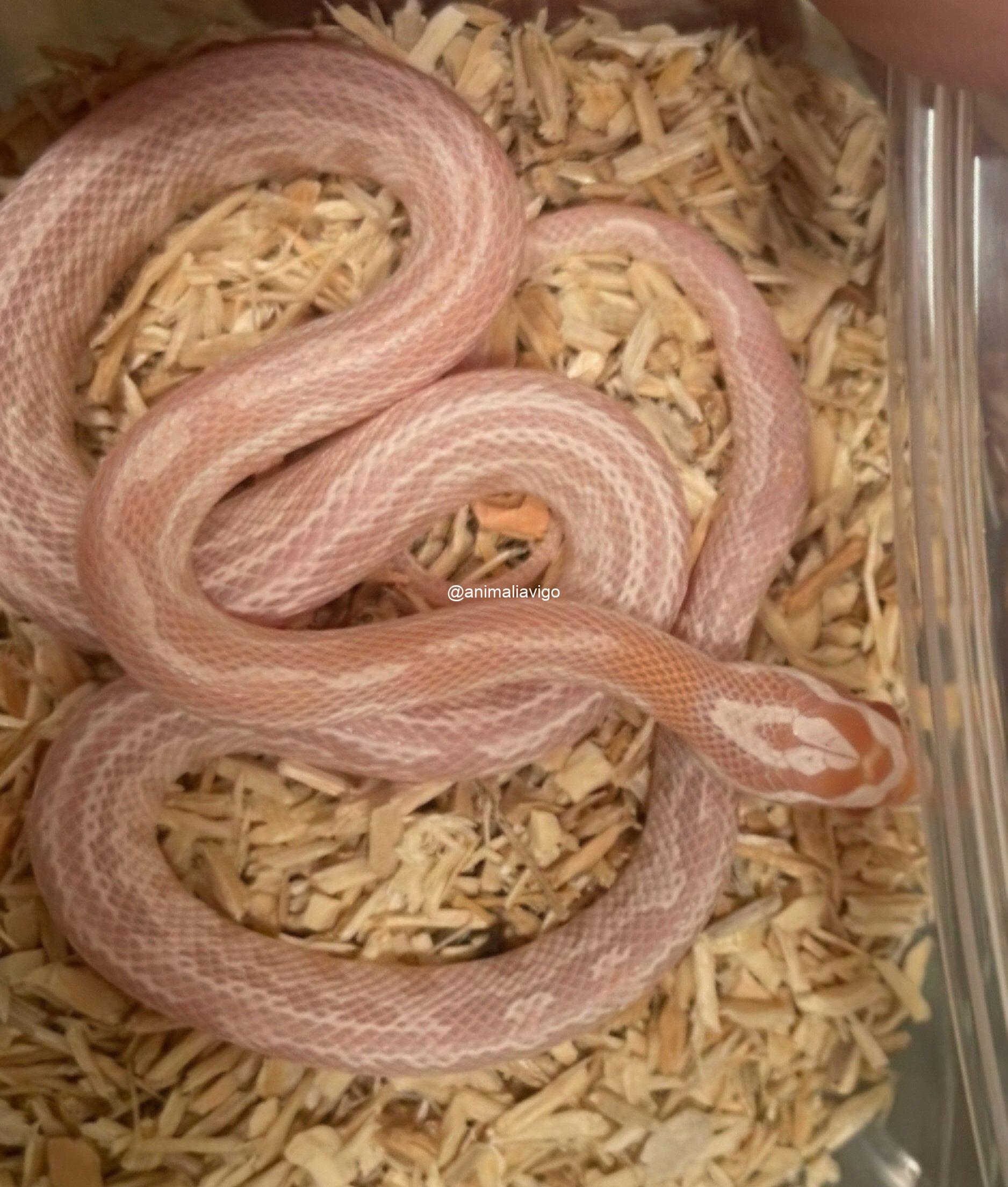 SERPIENTE DEL MAIZ SURTIDA BABY - Imagen 5