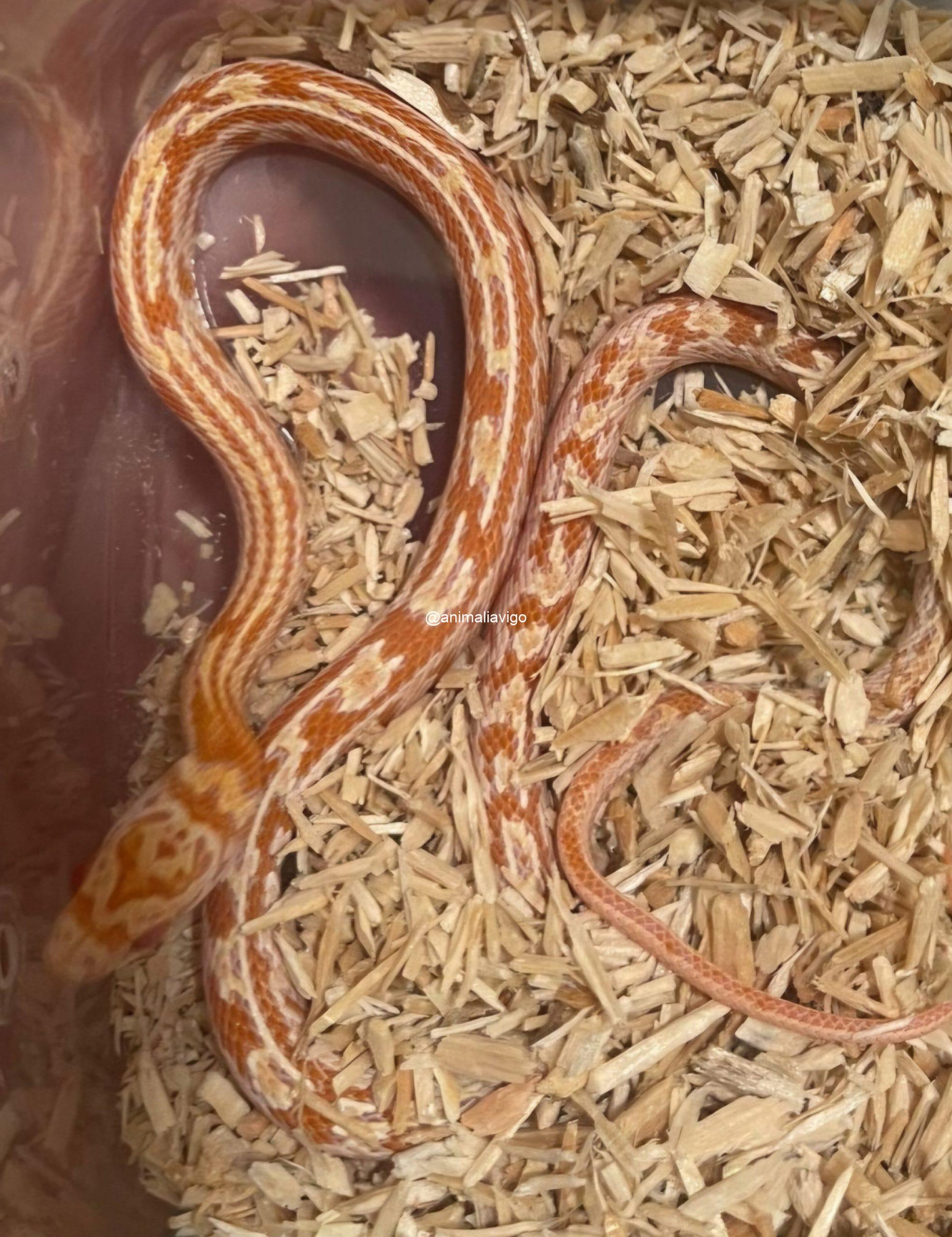 SERPIENTE DEL MAIZ SURTIDA BABY - Imagen 7
