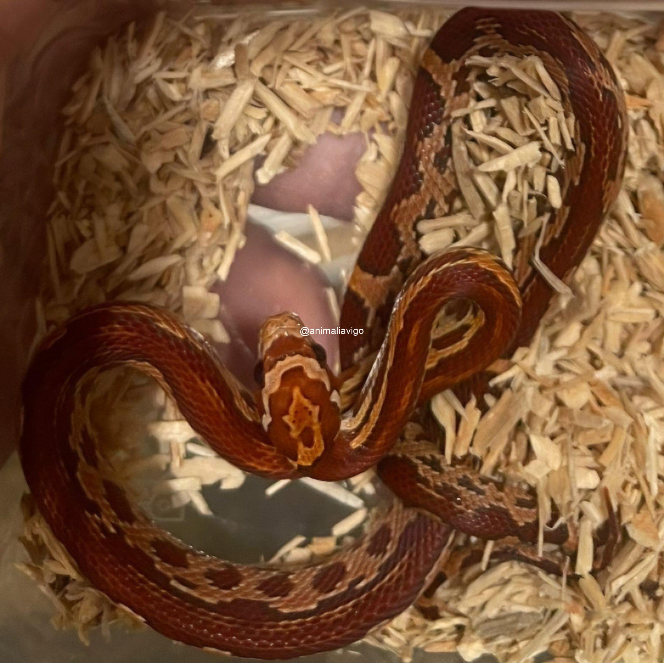 SERPIENTE DEL MAIZ SURTIDA BABY - Imagen 2