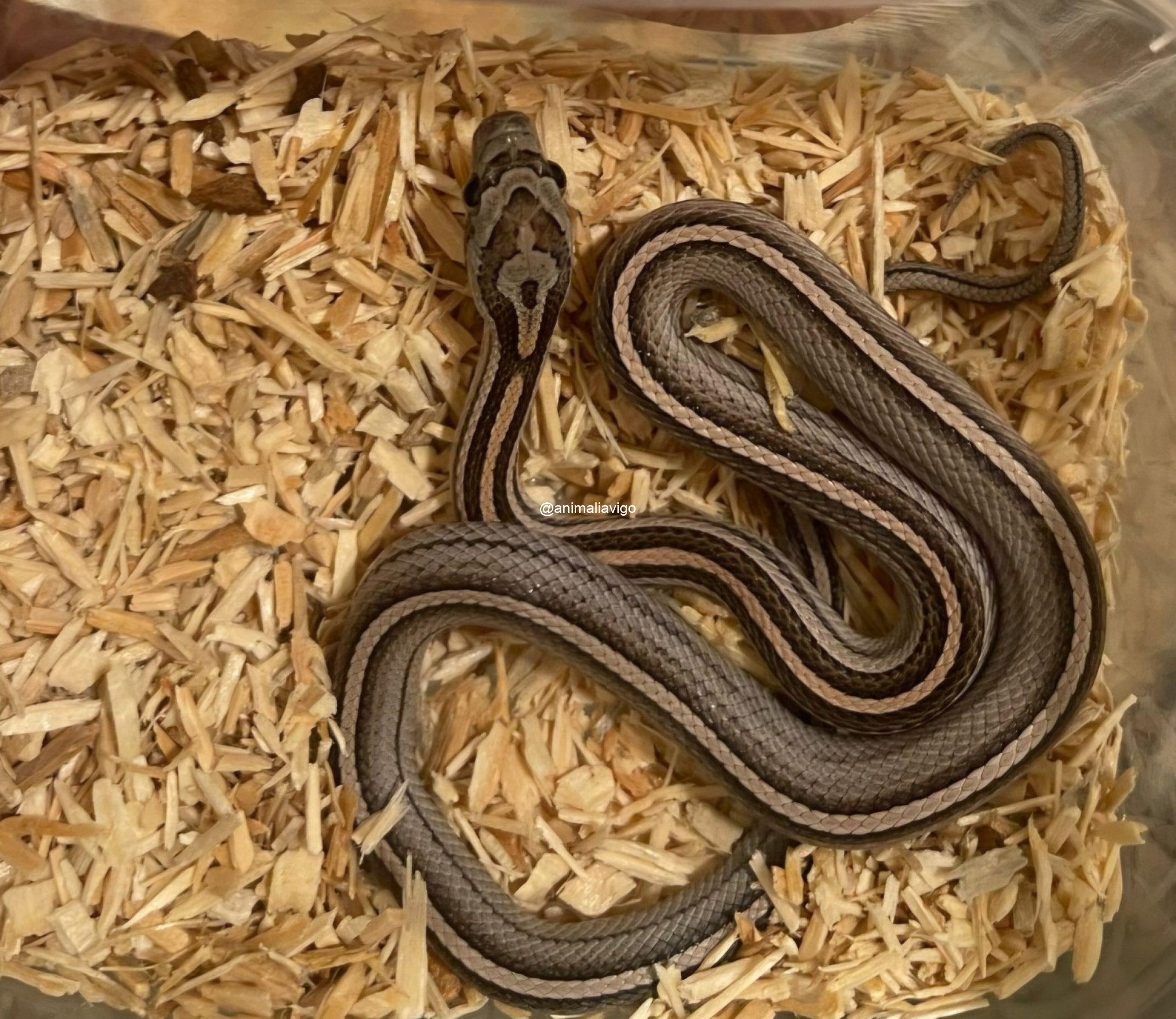 SERPIENTE DEL MAIZ SURTIDA BABY - Imagen 4