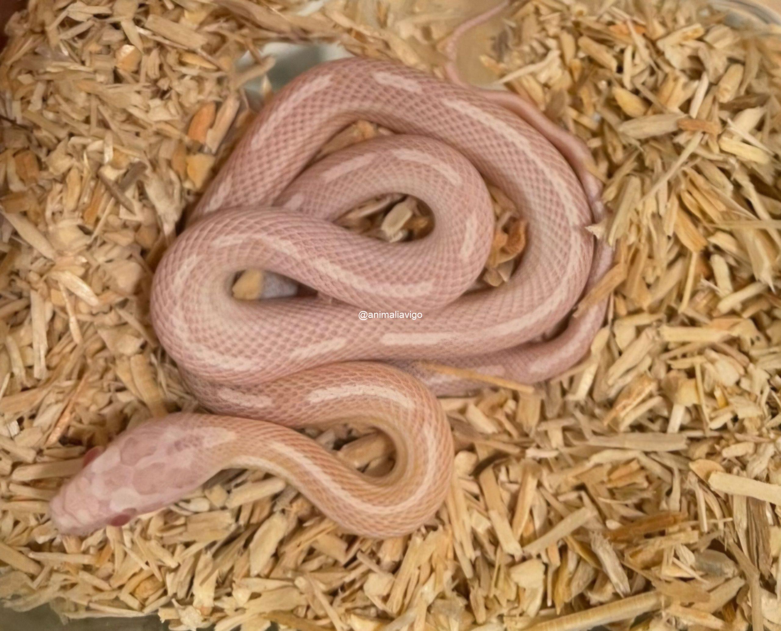 SERPIENTE DEL MAIZ SURTIDA BABY - Imagen 8