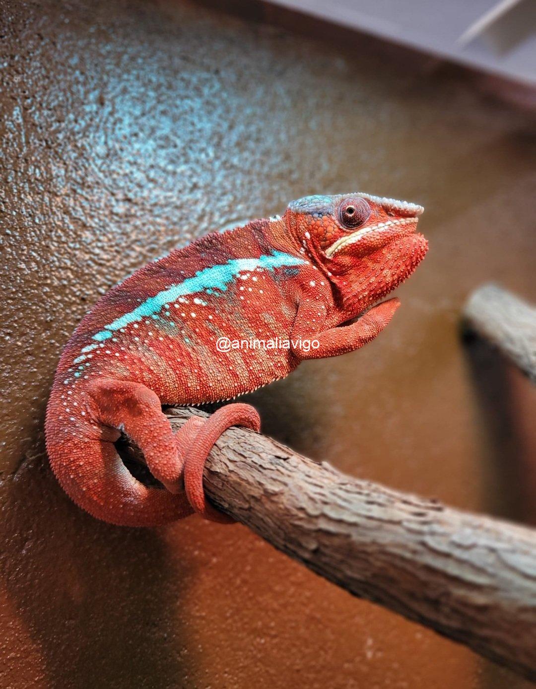 CAMALEON PANTERA ROJO MACHO - Imagen 4
