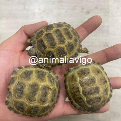 TORTUGA RUSA 4 A 6 CM