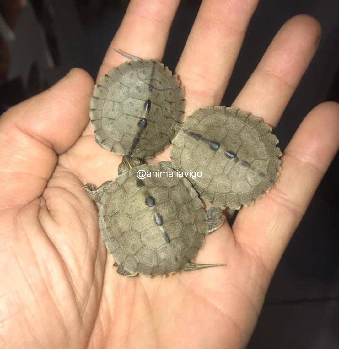 TORTUGA DE AGUA SURTIDA BABY - Imagen 4
