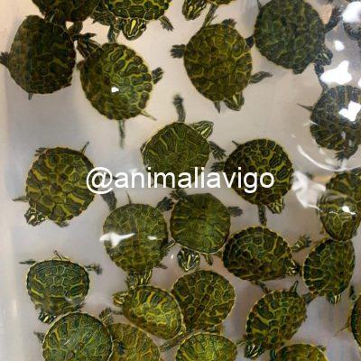 TORTUGA DE AGUA SURTIDA