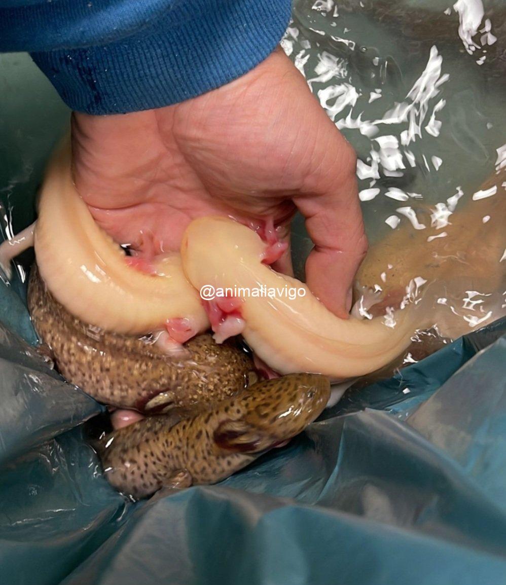 AJOLOTE SURTIDO ADULTO - Imagen 5