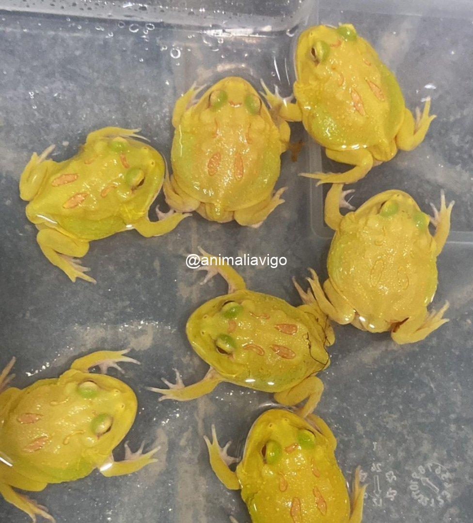 RANA PACMAN SURTIDA JUNIOR - Imagen 2