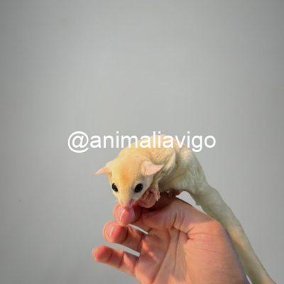 PETAURO LEUCISTICO PAPILLERO SIN SEXAR