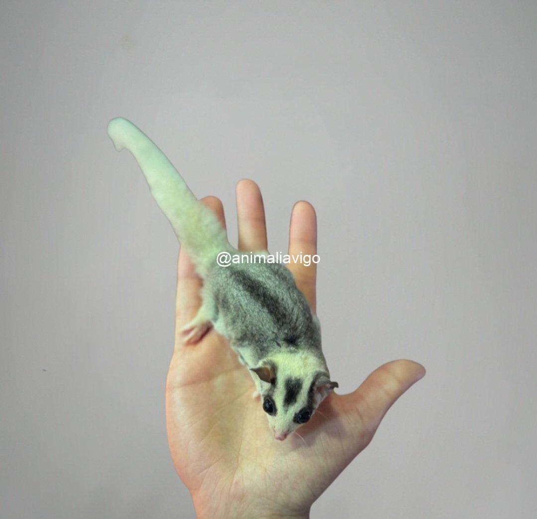 PETAURO MOSAICO PAREJA