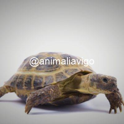 TORTUGA RUSA 10 A 12 CM MACHO