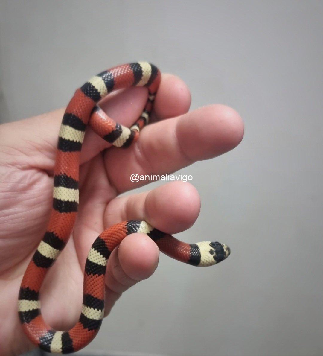 FALSA CORAL CLASICA JUNIOR - Imagen 2