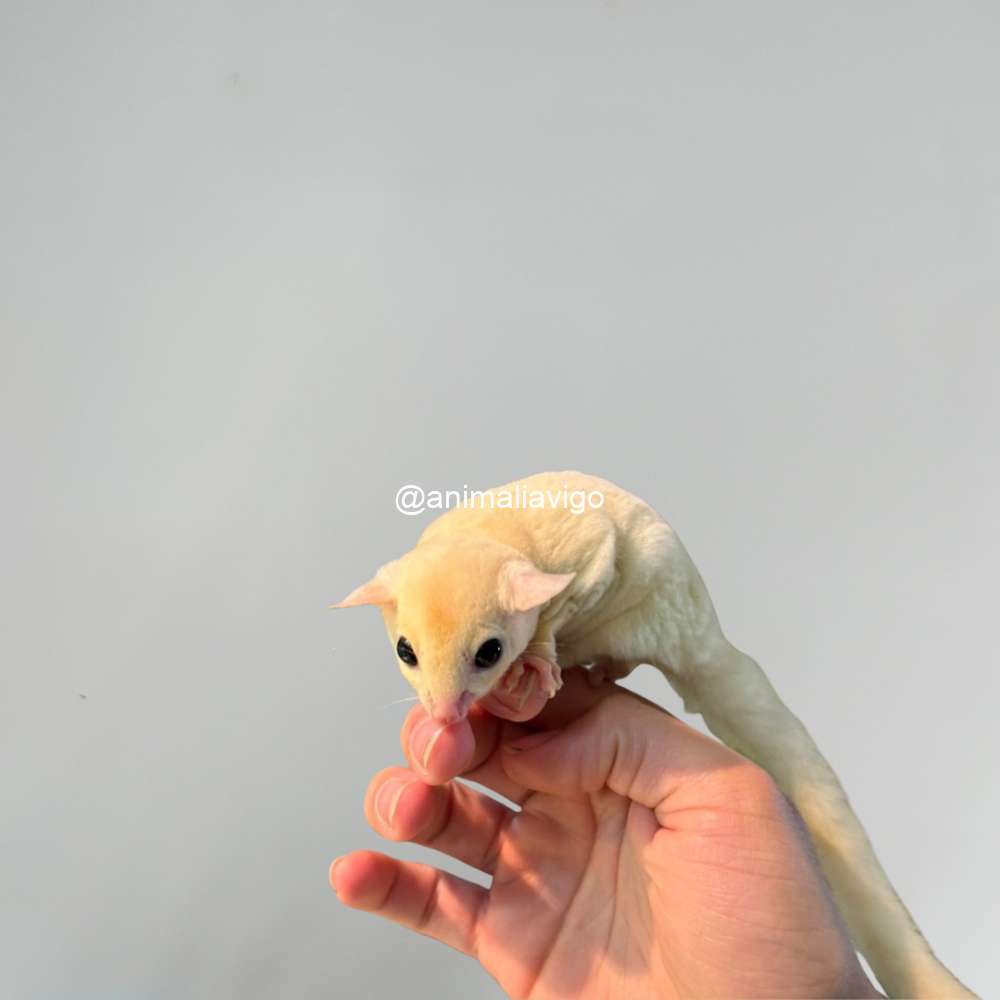 PETAURO LEUCISTICO PAREJA