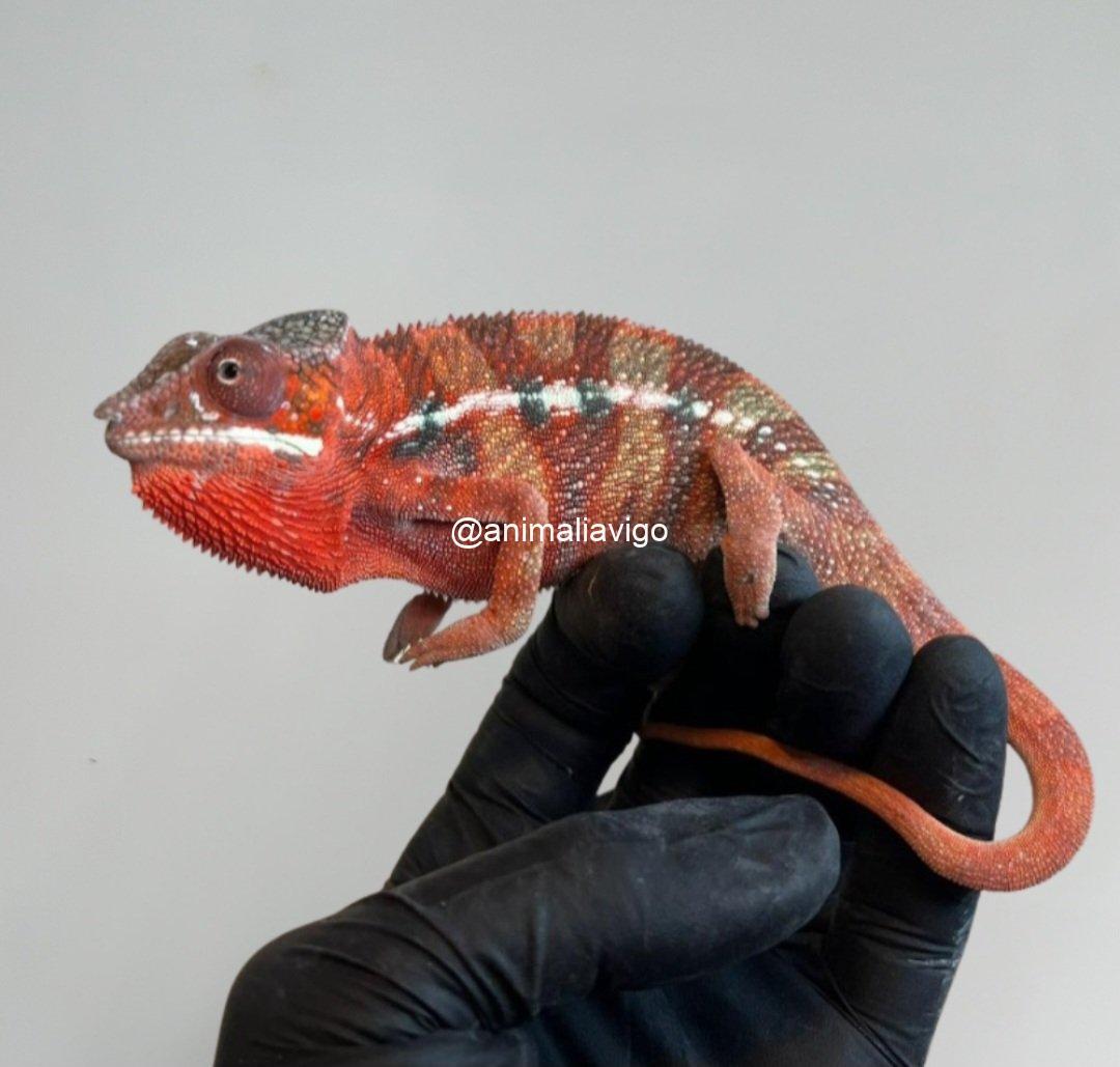 CAMALEON PANTERA ROJO MACHO - Imagen 5