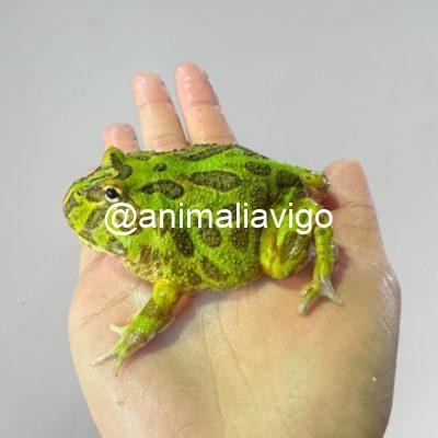 RANA PACMAN VERDE ADULTA