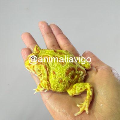 RANA PACMAN SURTIDA ADULTA