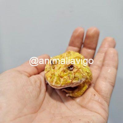 RANA PACMAN SURTIDA JUNIOR