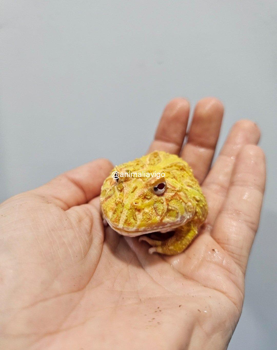 RANA PACMAN SURTIDA JUNIOR