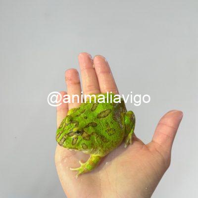 RANA PACMAN VERDE JUNIOR