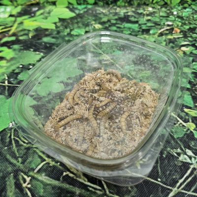 TARRINA ZOPHOBA 50 GRAMOS