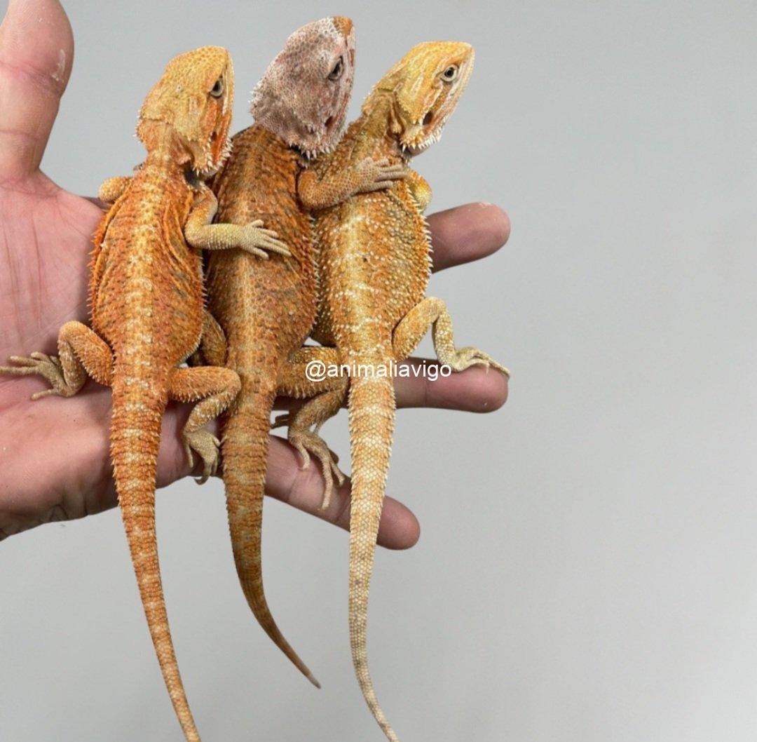 POGONA SURTIDA JUNIOR