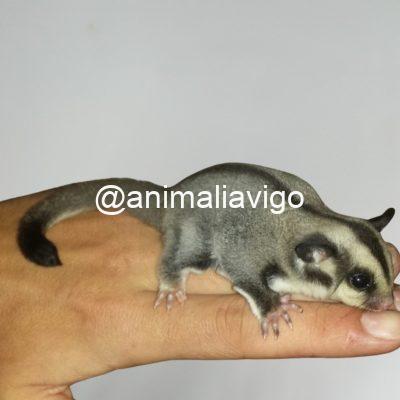 PETAURO CLASICO PAPILLERO SIN SEXAR