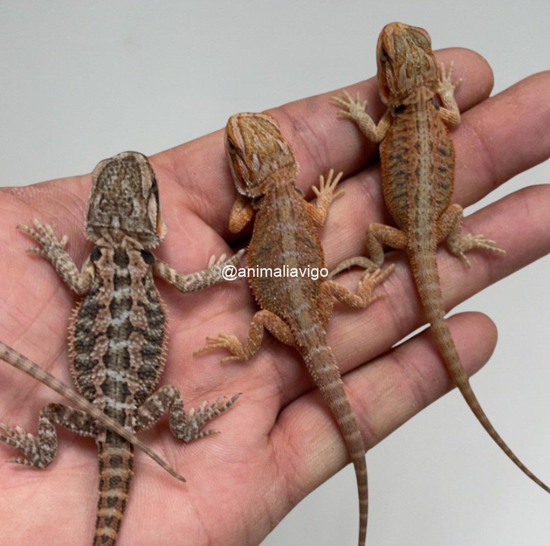 POGONA SURTIDA BABY
