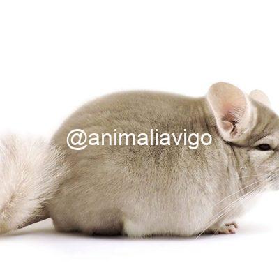 CHINCHILLA BEIGE