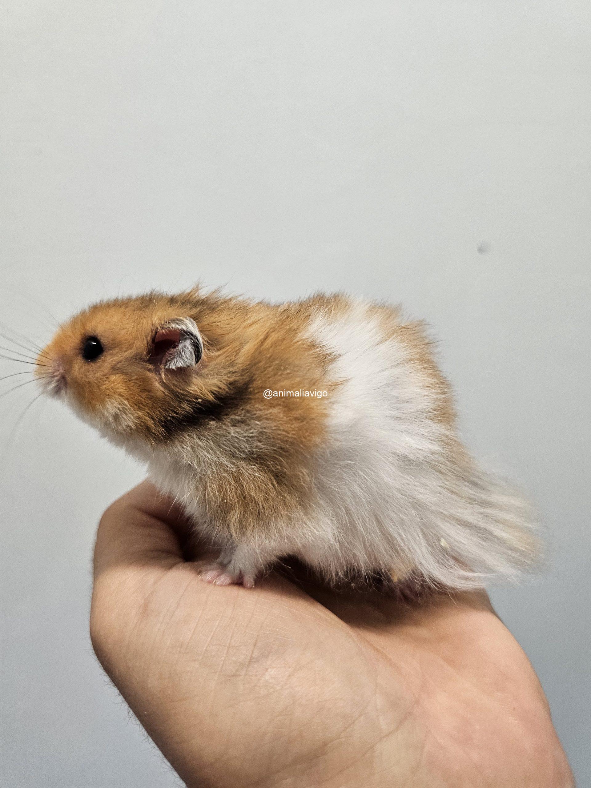 HAMSTER SIRIO SURTIDO - Imagen 5