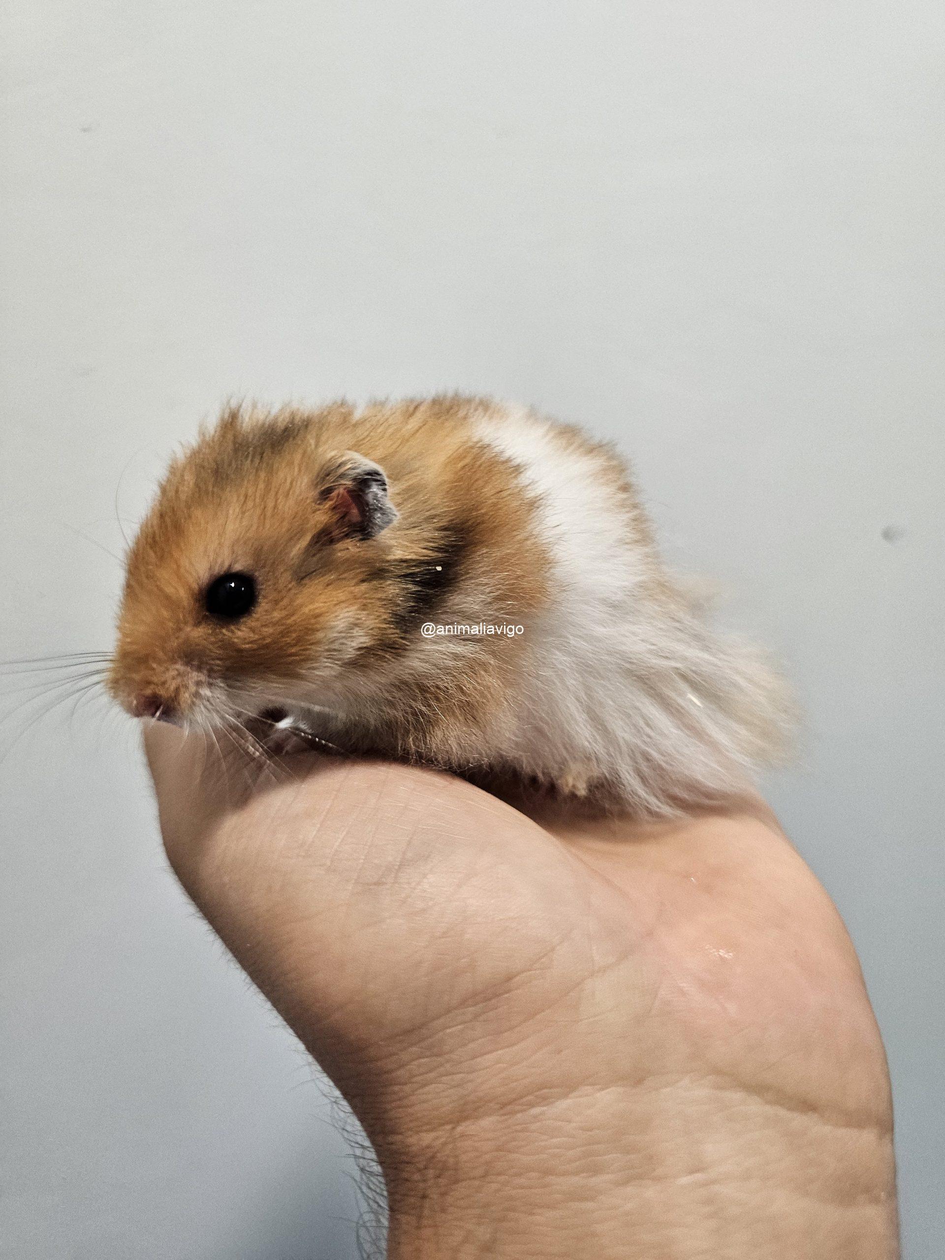 HAMSTER SIRIO SURTIDO - Imagen 7