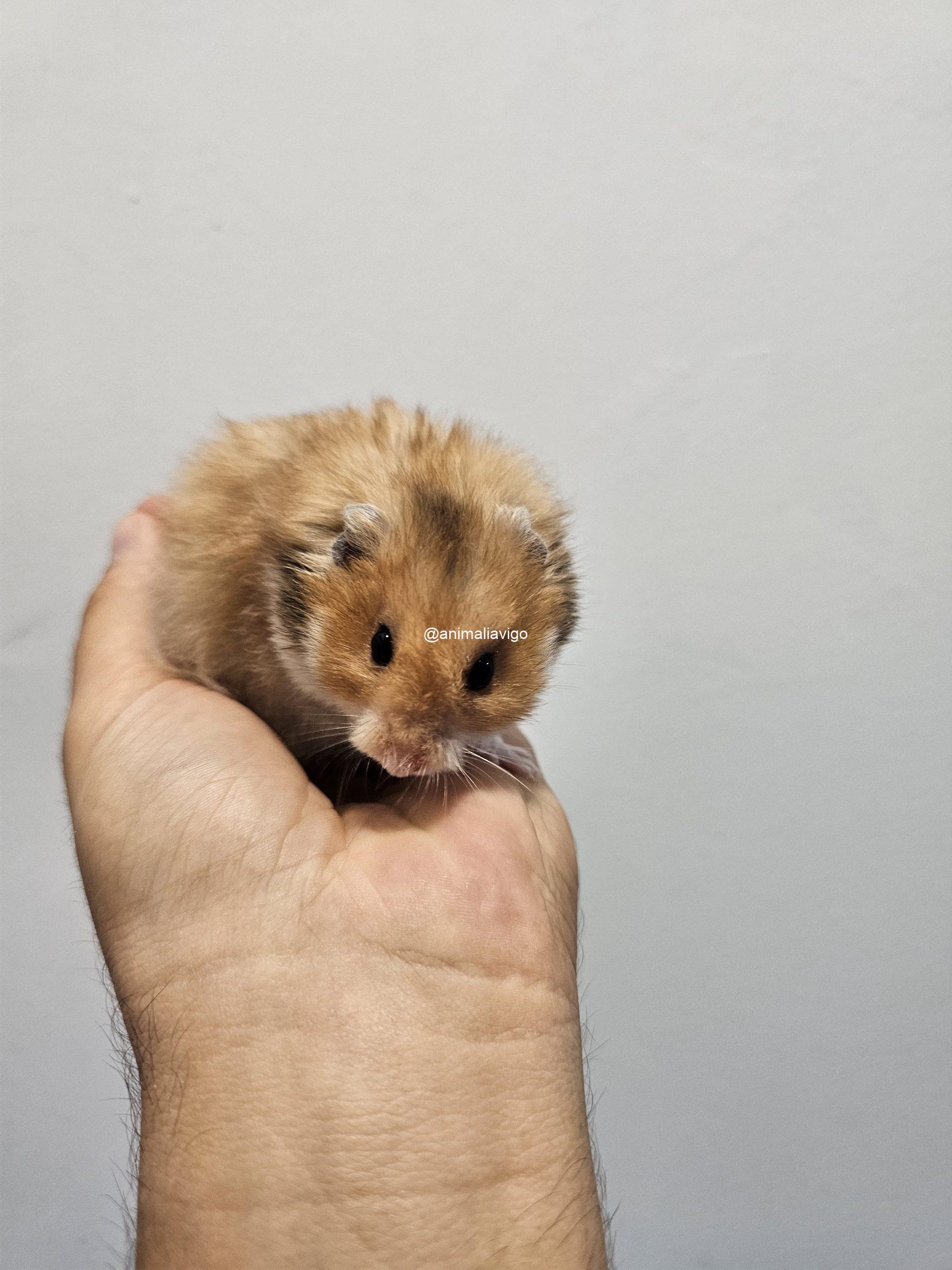 HAMSTER SIRIO SURTIDO - Imagen 3